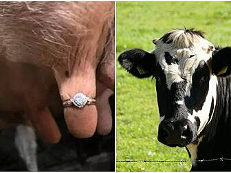 Farmer's Proposal Is Udderly R...